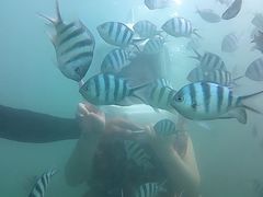 -东姑阿都拉曼海洋公园