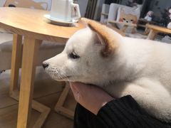 -柴犬小屋·柴餐厅·狗咖食堂(金鼎广场店)