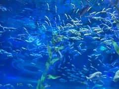 -海合安武汉极地海洋公园