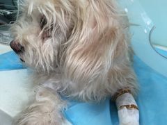 -纳吉亚猫专科动物医院博雅分院
