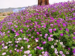 -光明小镇欢乐田园