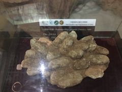 -中国西峡恐龙遗迹园