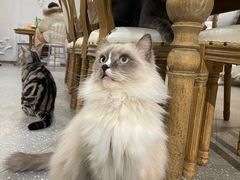 -共舞时光猫咖·狗咖(新街口店)
