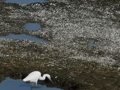 -上海吴淞炮台湾国家湿地公园
