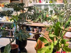 -自由生长植物工作室(深港花卉中心店)