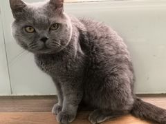 -more than meow吴止猫主题餐厅(承德 中船汇店)