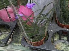 -曲阳花鸟市场(曲阳路店)