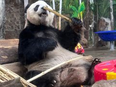 -海南热带野生动植物园