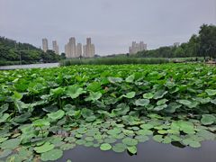 -前关湿地公园