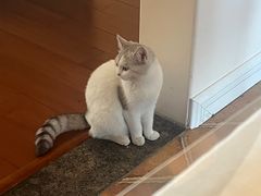 -猫大福·Fortune Cat猫舍(百子湾店)