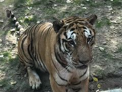 -北京野生动物园