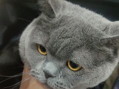 -瑞派宠物医院·犬猫全科·猫友好(宾水西道店)