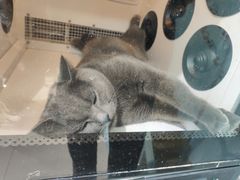 -老吴的猫·猫舍(新区店)