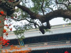 -普陀山风景名胜区-法雨禅寺