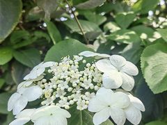 -陆家嘴中心绿地