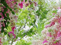 -深圳国际园林花卉博览园