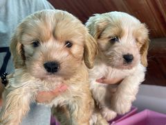 -翊宠yipet猫狗购宠庄园犬舍•猫舍