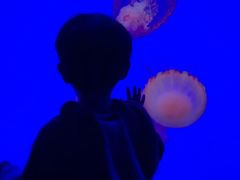 -瑞普利水族馆