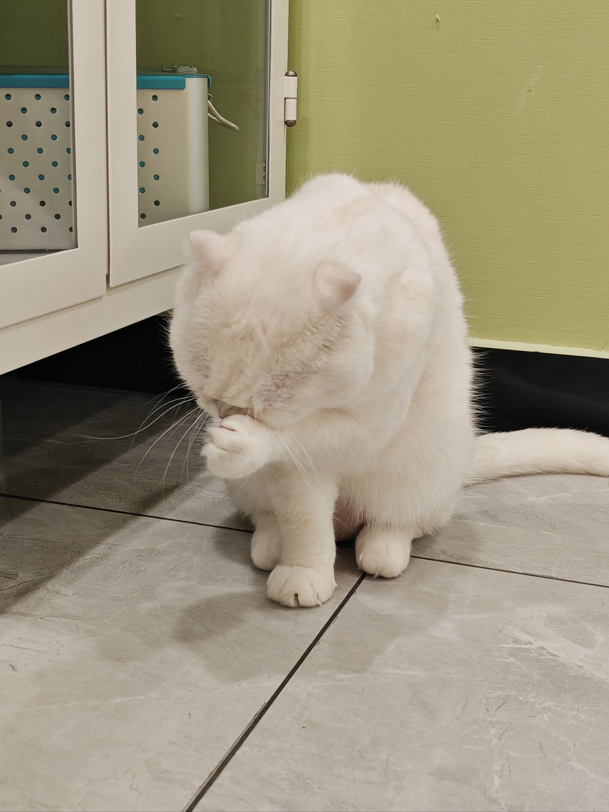 谁能拒绝一只害羞的小猫咪93