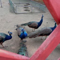 -萌宠亲子动物乐园(槐房万达店)