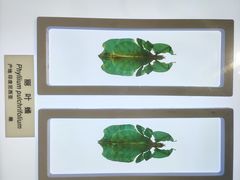 -上海昆虫博物馆