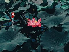 -前关湿地公园
