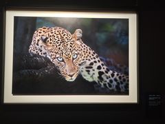 -罗红摄影艺术馆