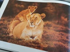 -罗红摄影艺术馆