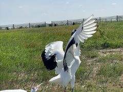 -盐城丹顶鹤湿地生态旅游区