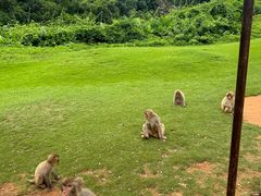 -海南热带野生动植物园