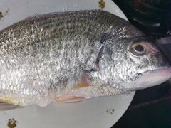 -浦商菜市场·锦德店