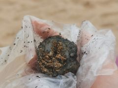 麻糍-叶氏麻糍(鼓浪屿店)