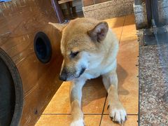 -more than meow吴止猫主题餐厅(承德 中船汇店)