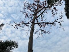 -中国科学院西双版纳热带植物园