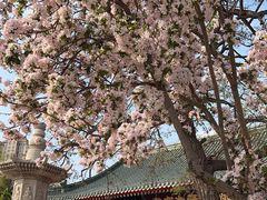 -天津大悲禅院
