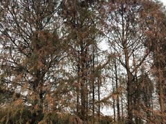 -九里河湿地公园