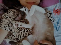 -北京观赏动物医院·24小时大型综合·猫专科·异宠专科