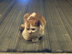 -席娜卡琳火车铁道夜市