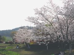 -径山花海