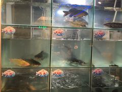 -蛙鱼道美蛙鱼自助火锅(新耍都店)