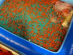 -凤城·食都