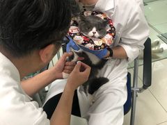 -申普宠物医院·心脏介入·心血管微创(总院)