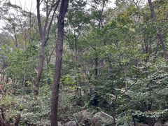 -大岭沟猕猴桃谷风景区