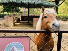 -沈阳森林动物园