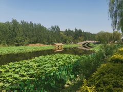 -白洋淀景区
