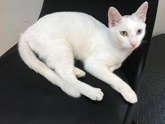 -PETKIT 小佩宠物·低压洗护·美容·寄养(安远店)