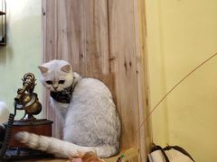 -猫色咖啡·猫咖