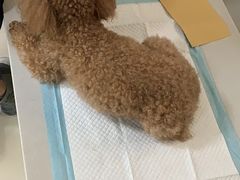 -利又安动物医院··老年病·猫科犬科·中兽医