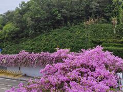 -深圳仙湖植物园
