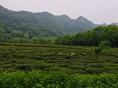 -野蔓果·山野菜(西湖景区·龙井茶田店)